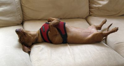 Miniature pet dachsund asleep on a sofa with its legs in the air